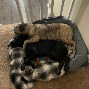 Meet your Posher, Antonio